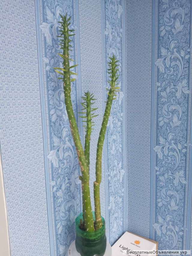 Дорослі кактуси