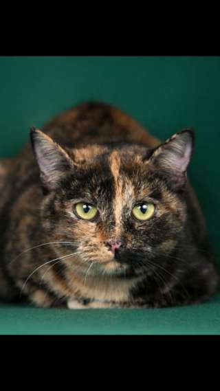 Необычайно красивая кошечка Шакти в дар