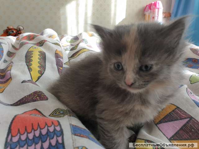 Милые игривые пушистики в добрые ручки