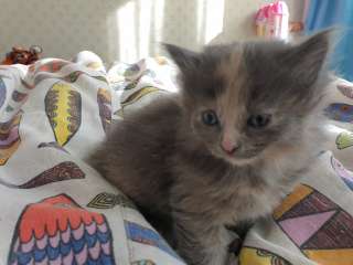 Милые игривые пушистики в добрые ручки