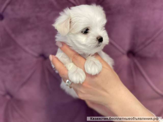 Щенки мальтийской болонки (Maltese)