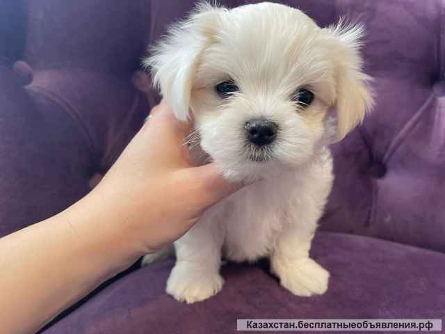 Щенки мальтийской болонки (Maltese)