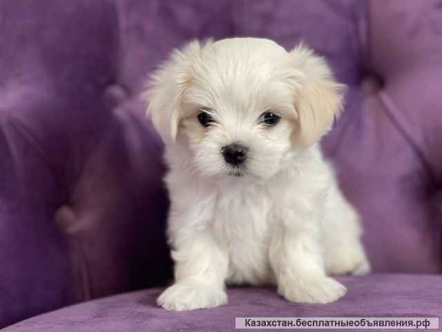 Щенки мальтийской болонки (Maltese)