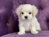 Щенки мальтийской болонки (Maltese)