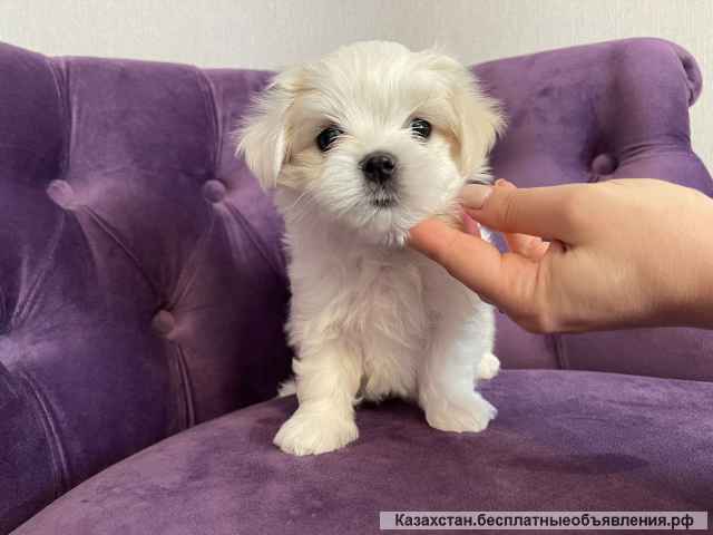 Щенки мальтийской болонки (Maltese)