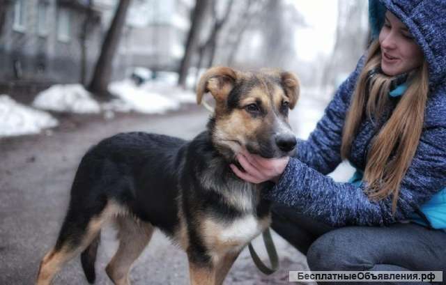 Весёлый щенок Рокки ищет дом