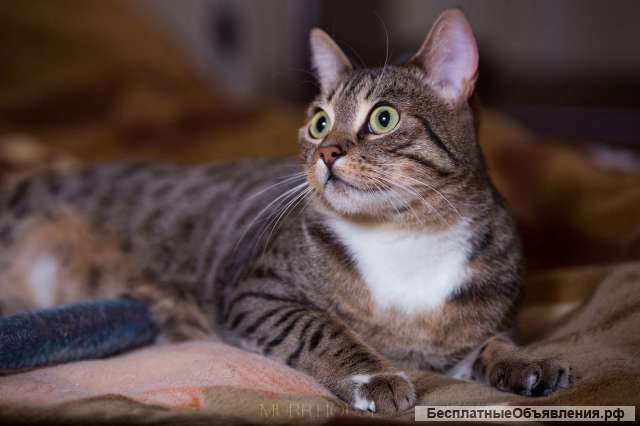 Красотка кошка ищет дом