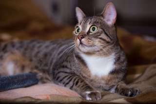 Красотка кошка ищет дом