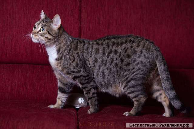 Красотка кошка ищет дом