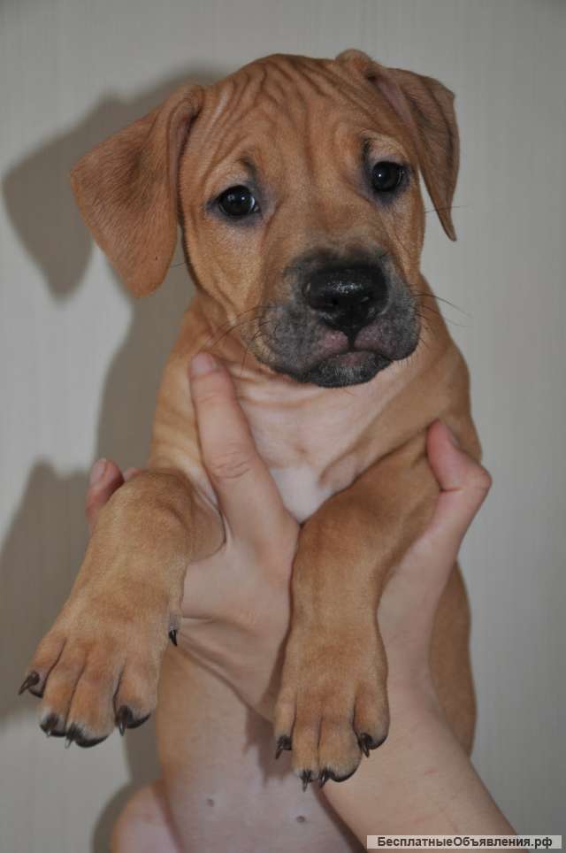 Щенки питбультерьера