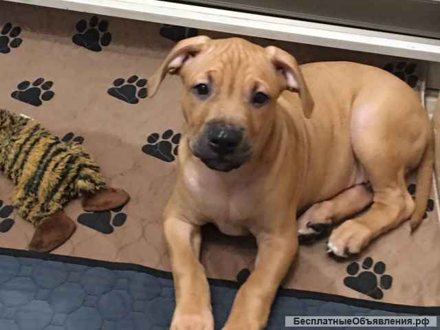 Щенки питбультерьера