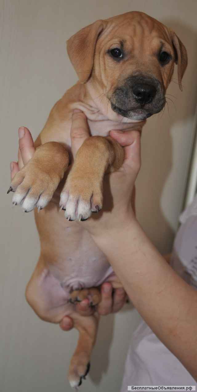 Щенки питбультерьера