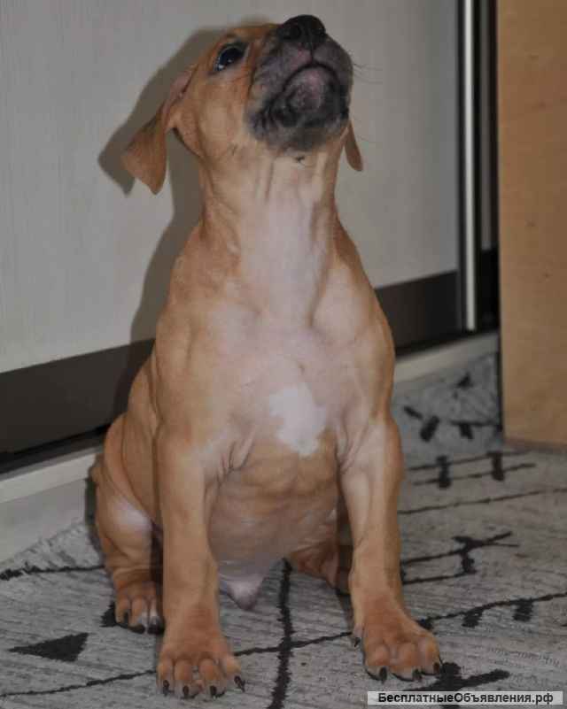 Щенки питбультерьера