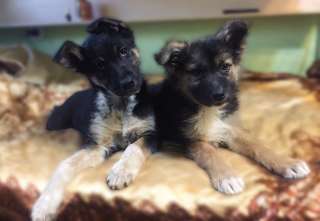 Красивые щенки в добрые руки