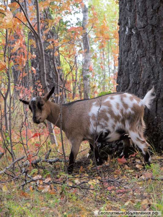 Карликовые козы