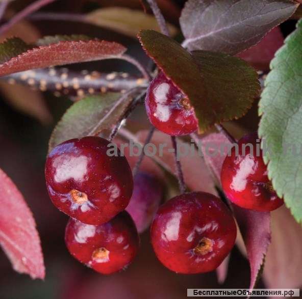 Саженцы купить