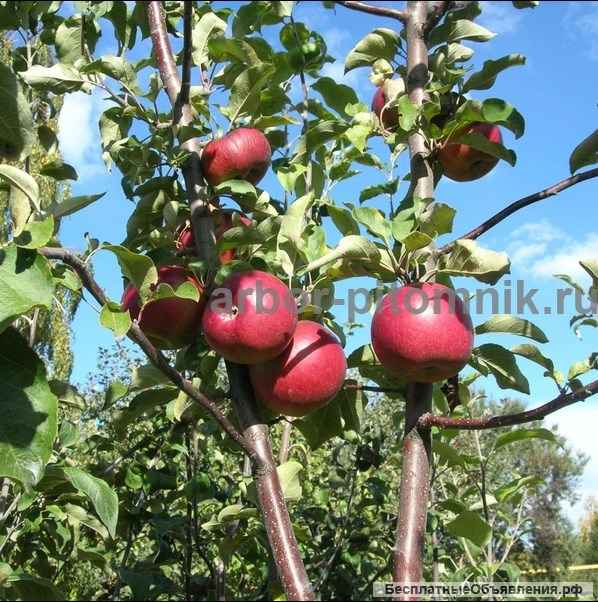 Саженцы купить