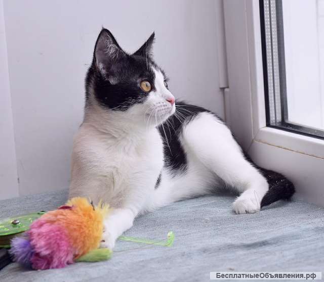 Энергичная и позитивная котенок в добрые руки