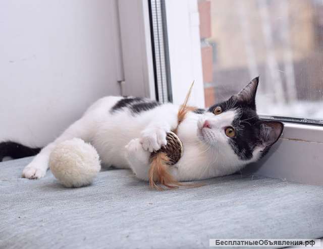 Энергичная и позитивная котенок в добрые руки