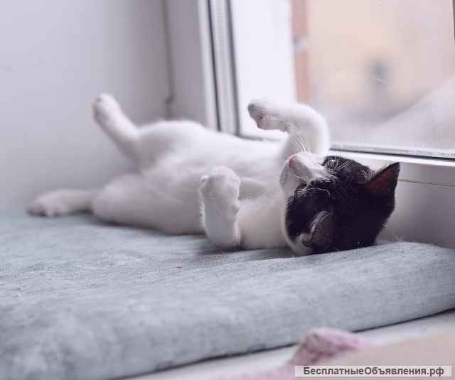 Энергичная и позитивная котенок в добрые руки