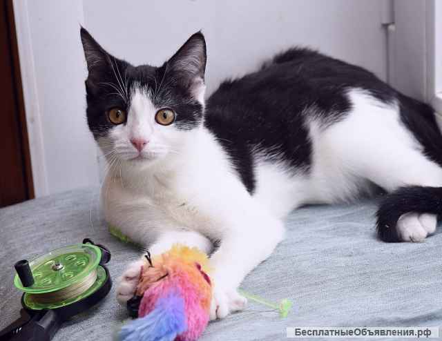 Энергичная и позитивная котенок в добрые руки