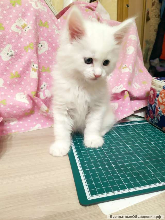 Белый малыш мейн кун