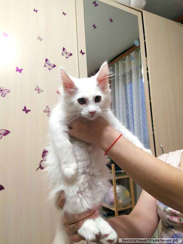 Белый малыш мейн кун