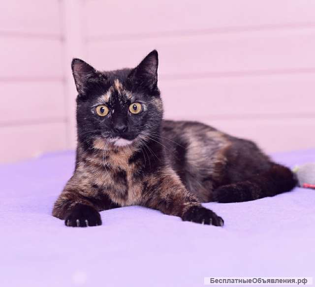 Трехцветная черепаховая красавица кошка Диана