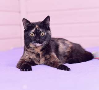 Трехцветная черепаховая красавица кошка Диана