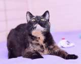 Трехцветная черепаховая красавица кошка Диана