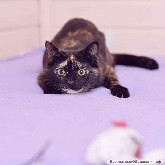 Трехцветная черепаховая красавица кошка Диана