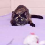 Трехцветная черепаховая красавица кошка Диана