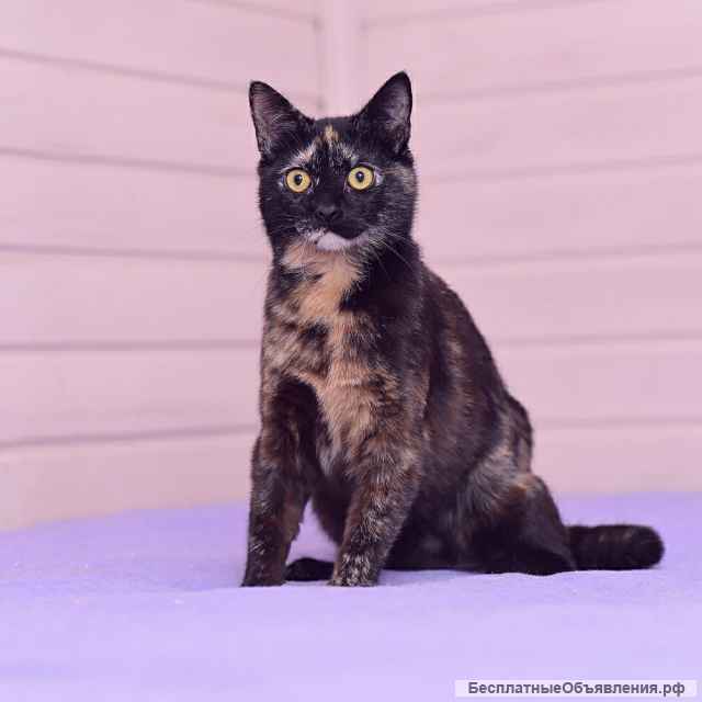 Трехцветная черепаховая красавица кошка Диана