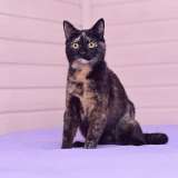 Трехцветная черепаховая красавица кошка Диана