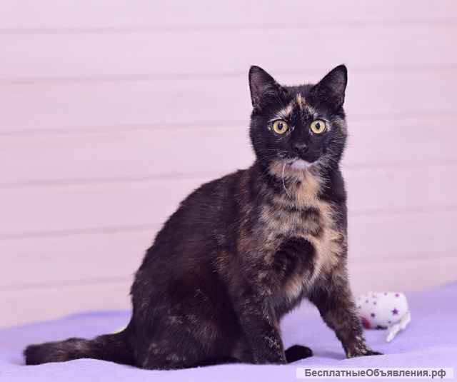 Трехцветная черепаховая красавица кошка Диана