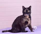 Трехцветная черепаховая красавица кошка Диана