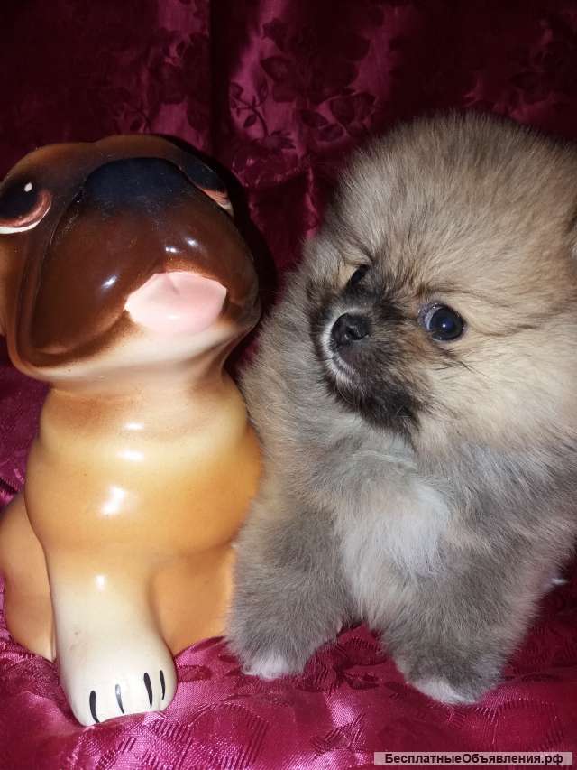 Померанский шпиц