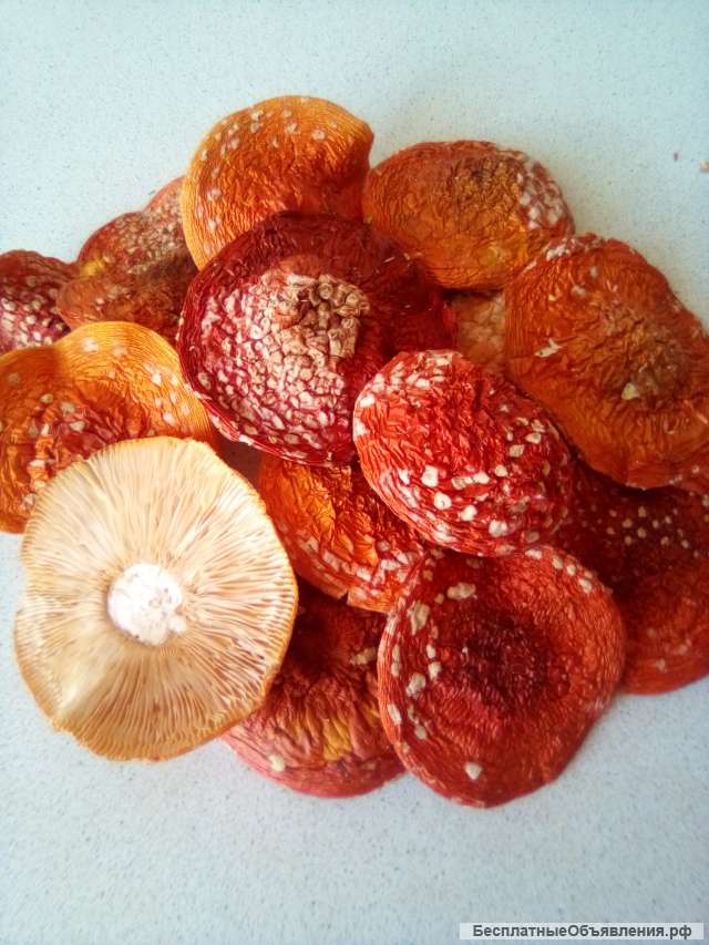 Мухоморы красные сухие