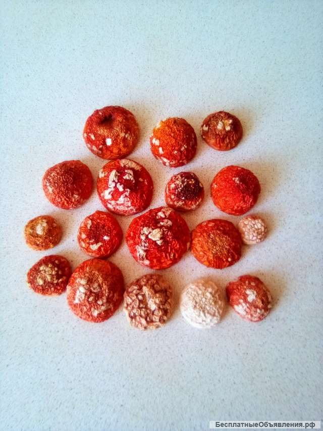 Мухоморы красные сухие