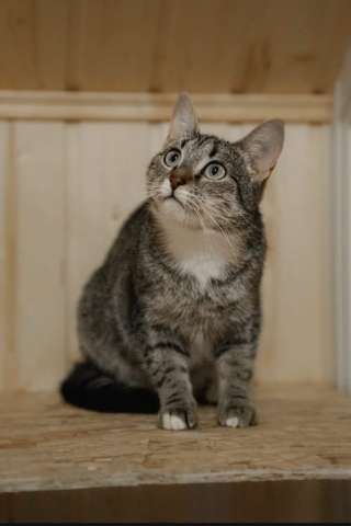 Скромная кошка Глаша в добрые руки
