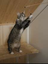 Скромная кошка Глаша в добрые руки