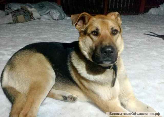 Кареглазый парень Батя ищет дом