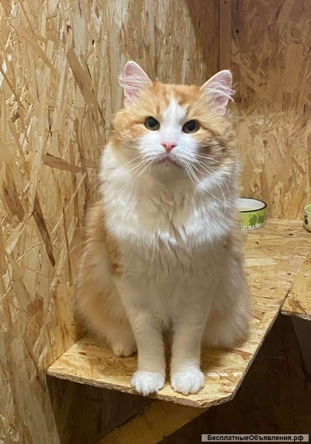 Домосед и просто красавец кот Рыжик в добрые руки