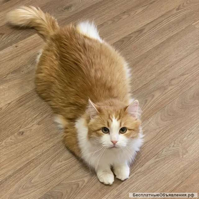 Домосед и просто красавец кот Рыжик в добрые руки