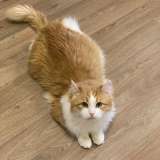 Домосед и просто красавец кот Рыжик в добрые руки