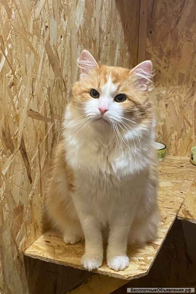 Домосед и просто красавец кот Рыжик в добрые руки