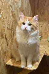 Домосед и просто красавец кот Рыжик в добрые руки