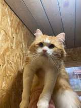 Домосед и просто красавец кот Рыжик в добрые руки