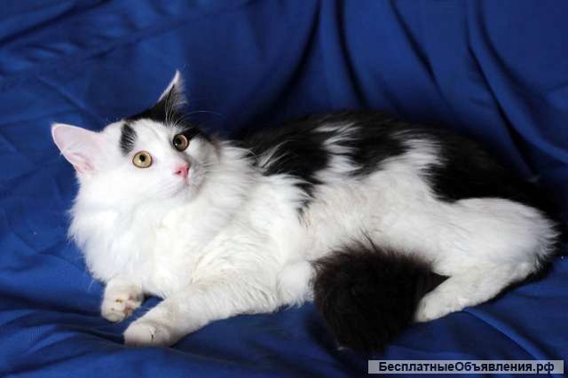 Очаровательный котик ищет дом