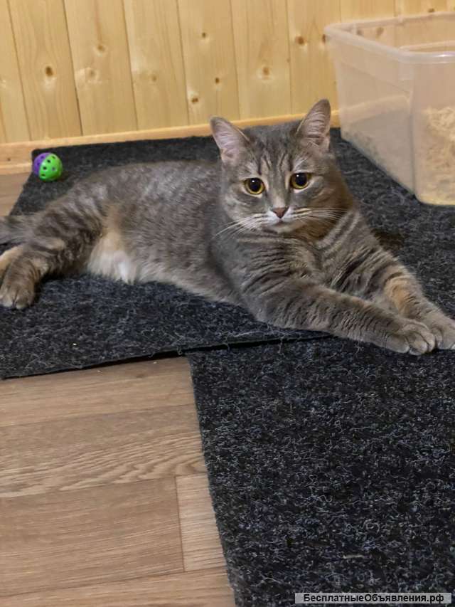 Очаровательная кошка Хлоя в добрые руки